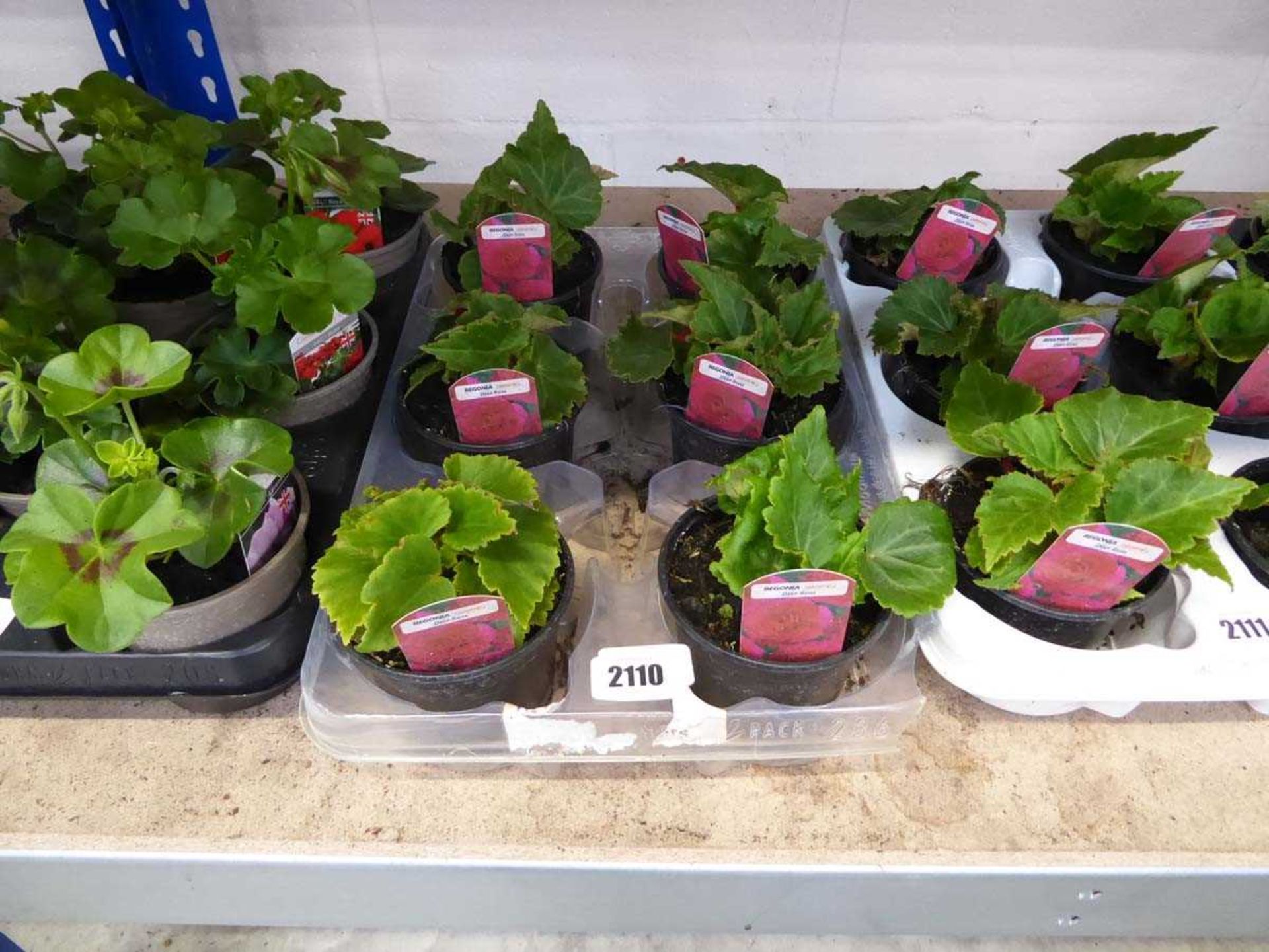 Tray containing 6 pots of Deep Rose non-stop begonias