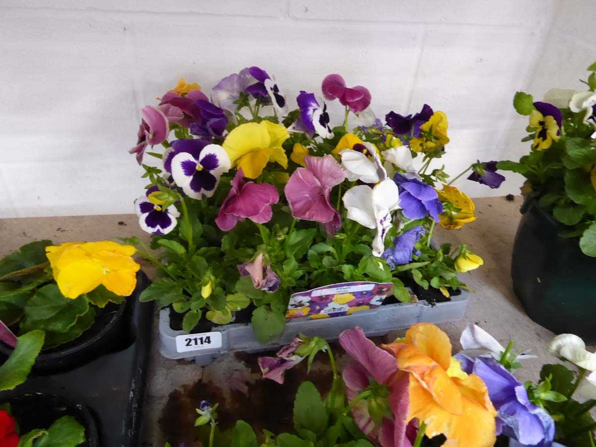 Tray of mixed pansies