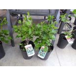 Pair of potted gooseberry fruit bushes