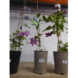 Potted Multi Blue climbing clematis