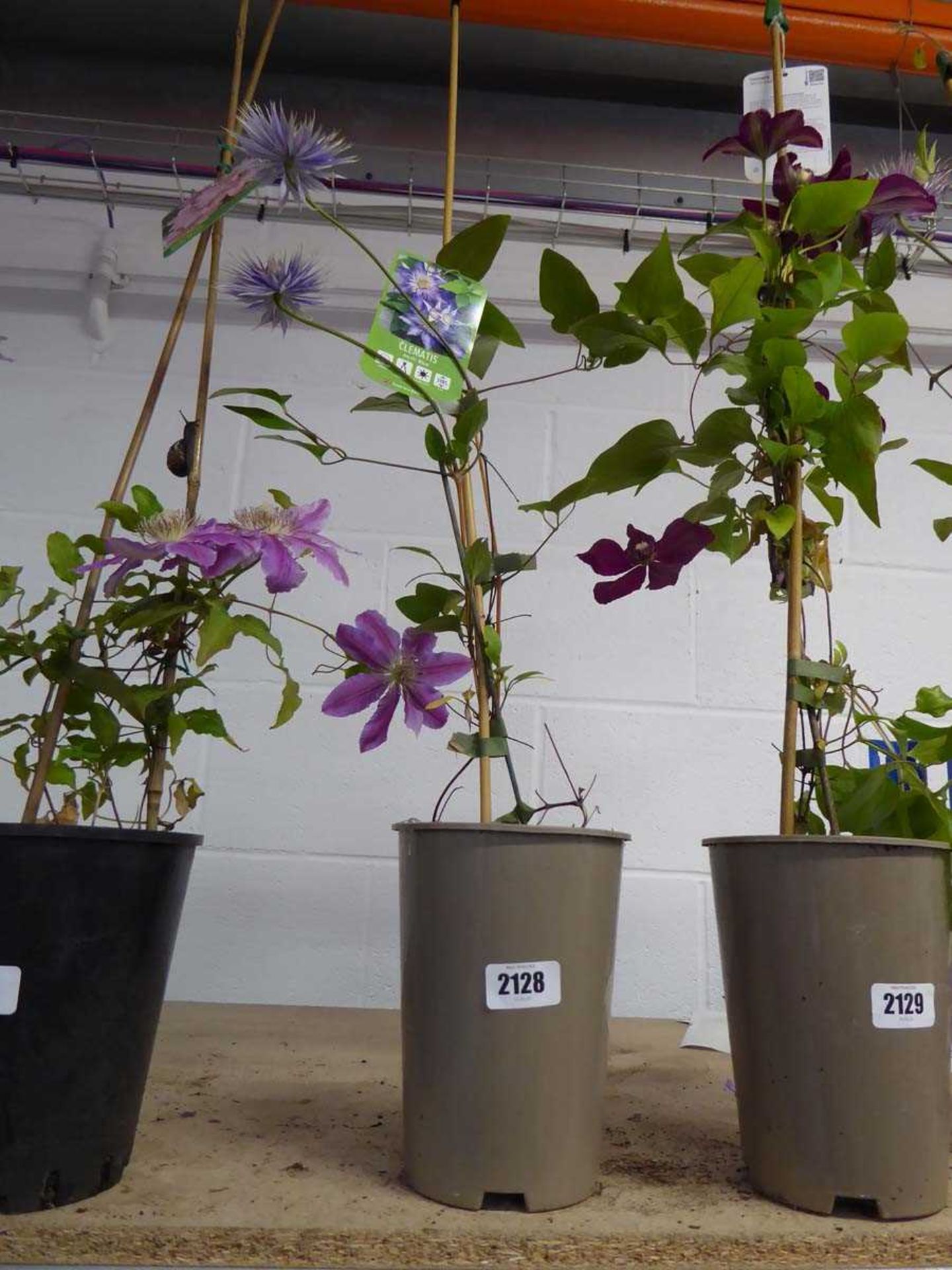 Potted Multi Blue climbing clematis