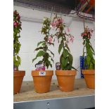 Pair of potted fuchsia bushes in terracotta pots