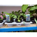 Tray containing borage