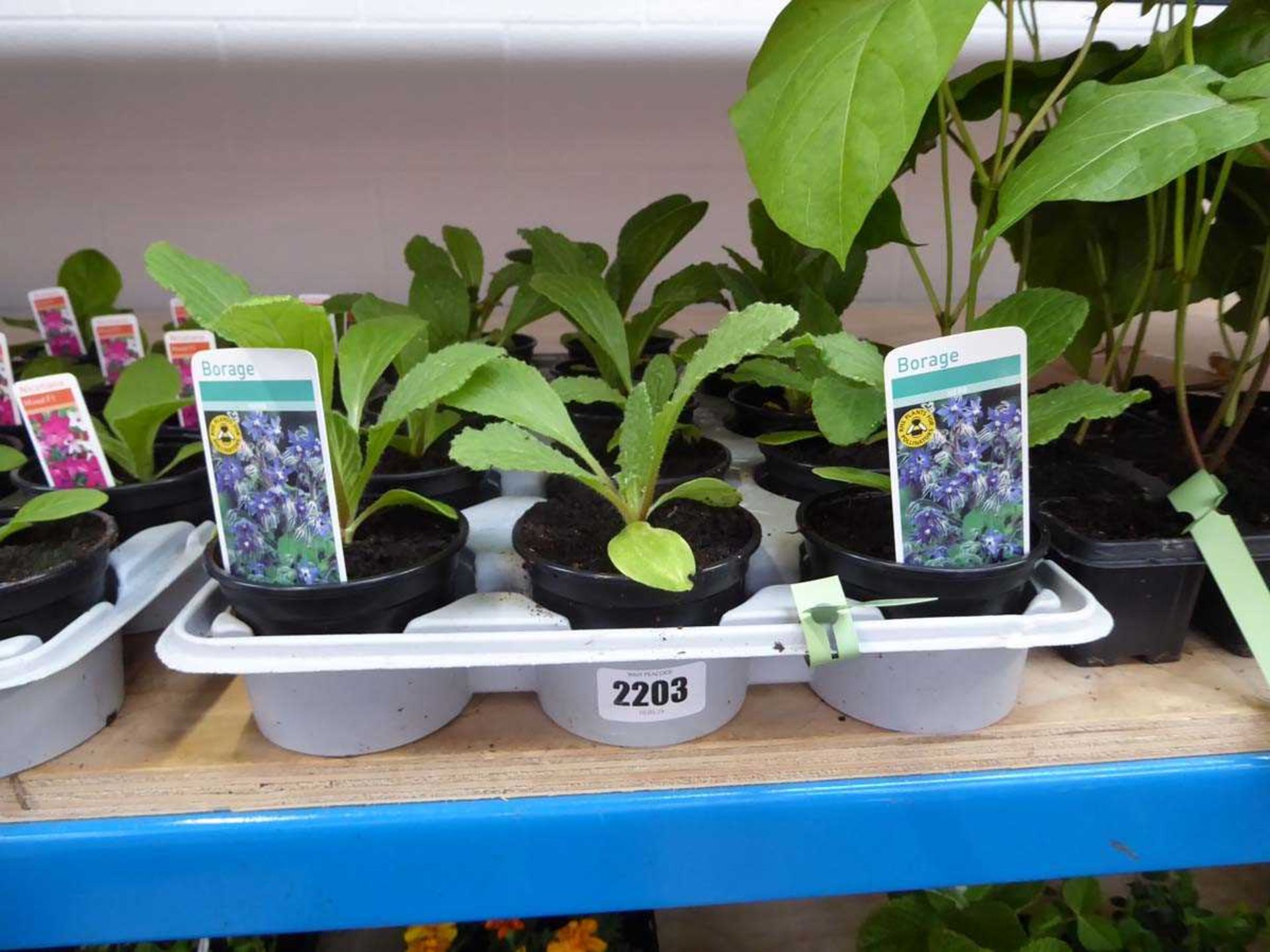 Tray containing borage