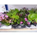 Tray containing 8 pots of mixed perennial plants incl. dianthus, alpine, campanula, etc.