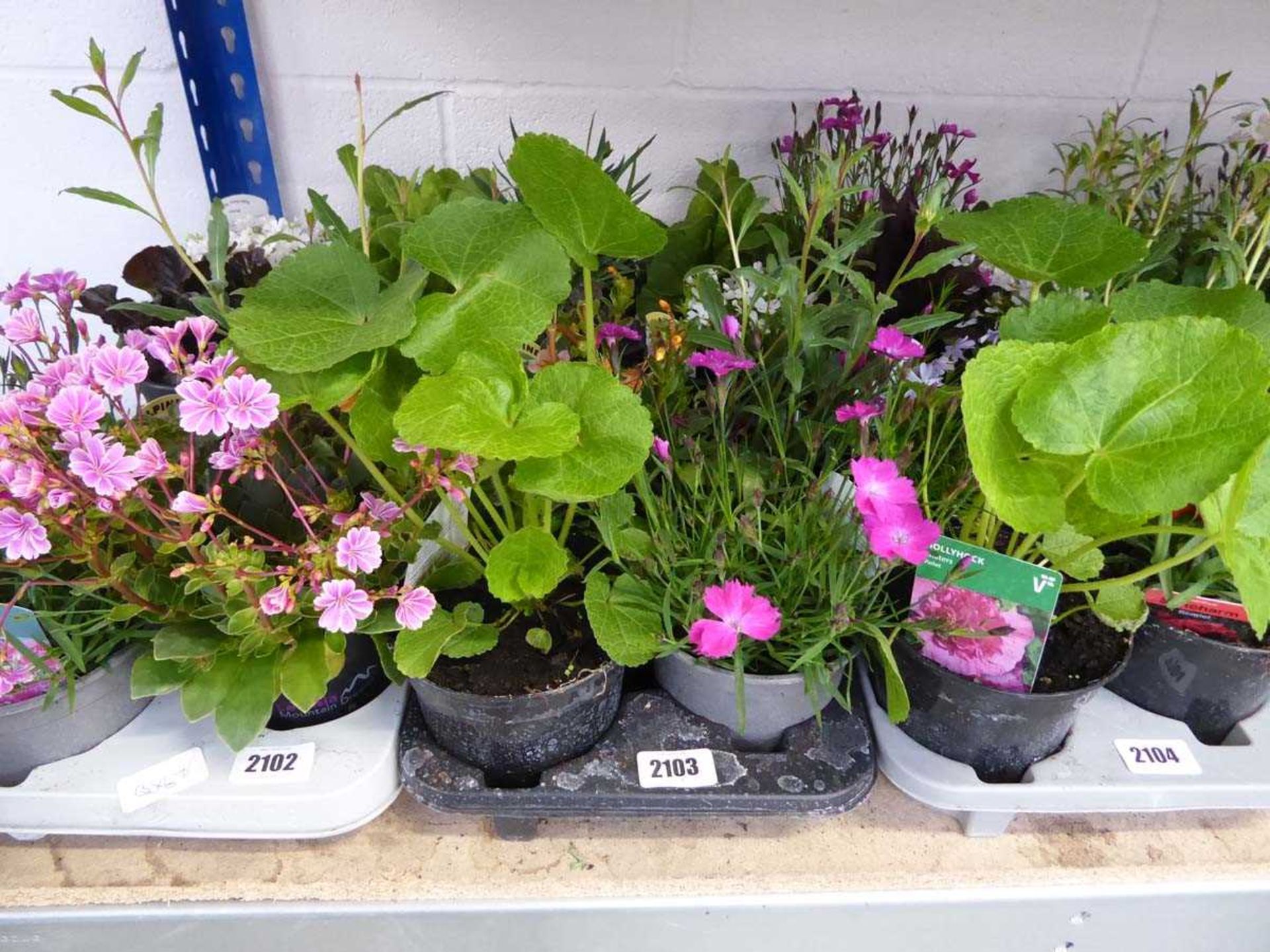 Tray containing 8 pots of mixed perennial plants incl. dianthus, alpine, campanula, etc.