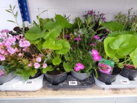 Tray containing 8 pots of mixed perennial plants incl. dianthus, alpine, campanula, etc.