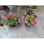 Pair of hanging baskets containing mixed plants