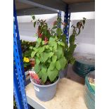 Pair of potted fuchsia bushes