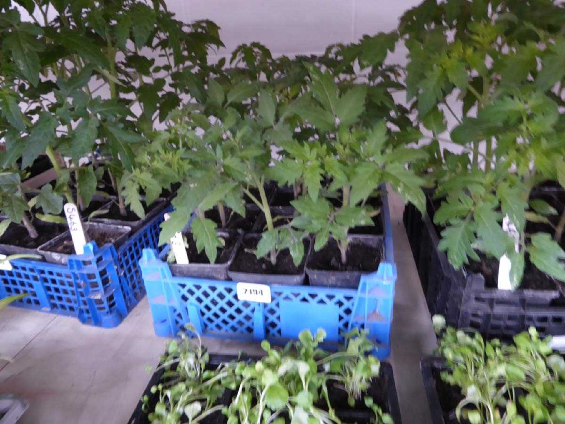 Tray containing 12 tomato plants Variety unknown