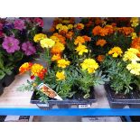 3 trays of French marigolds