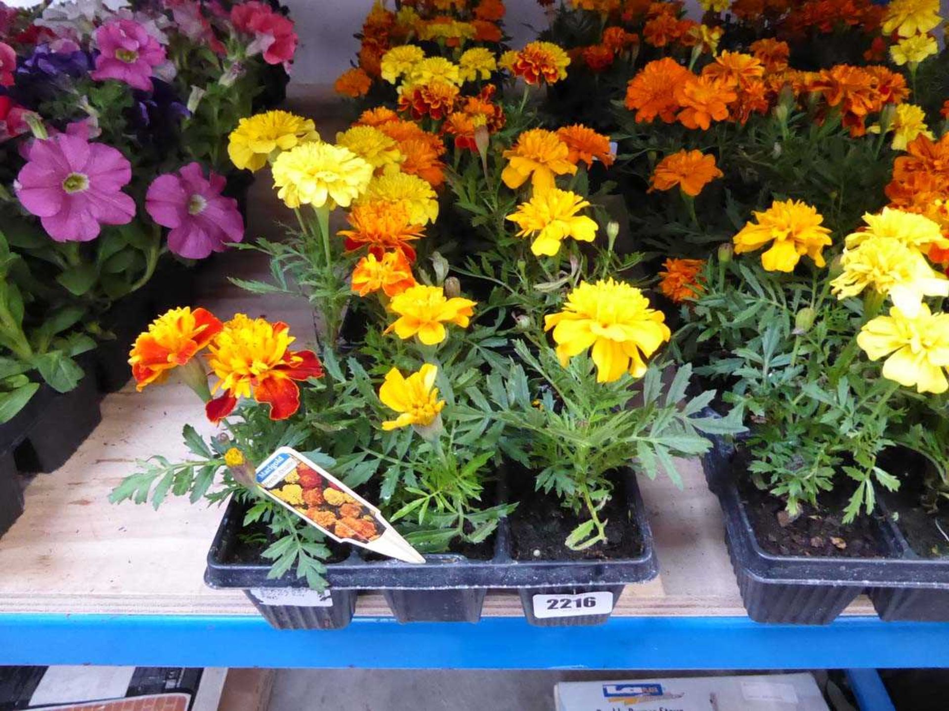 3 trays of French marigolds