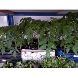 Tray containing 12 tomato plants Variety unknown