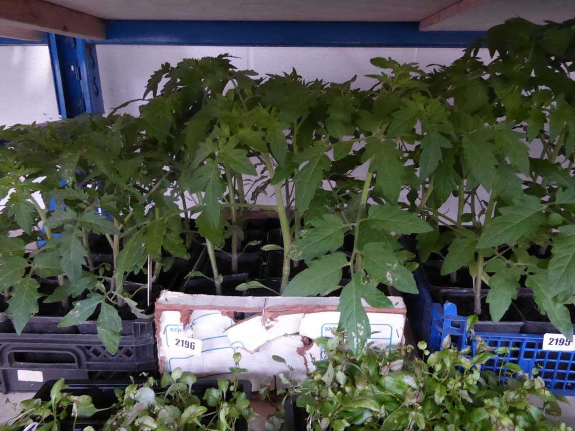 Tray containing 12 tomato plants Variety unknown