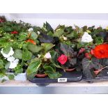 Tray containing 8 pots of mixed non-stop begonias