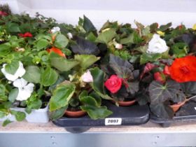 Tray containing 8 pots of mixed non-stop begonias