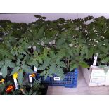 Tray containing 12 tomato plants Variety unknown