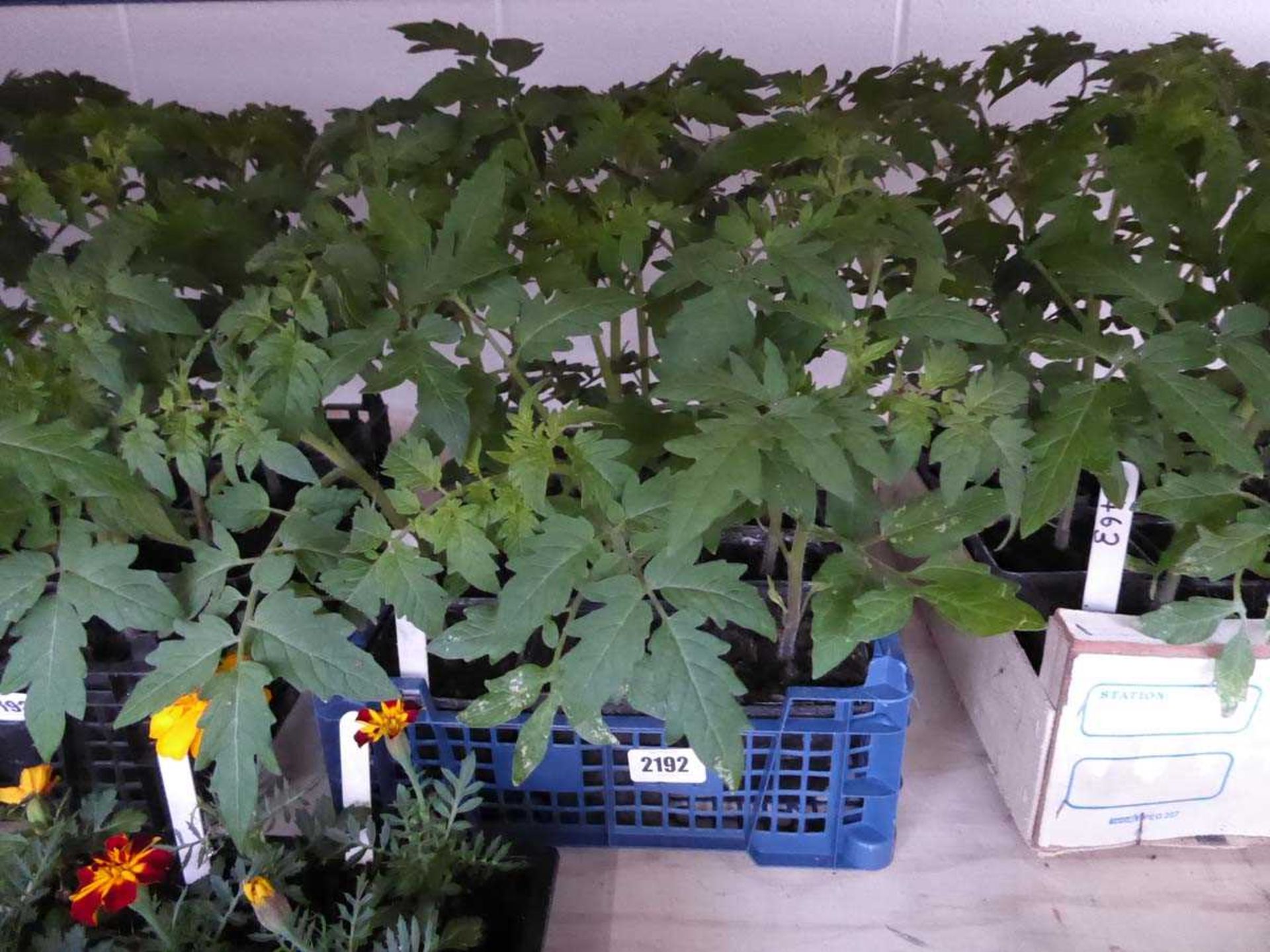 Tray containing 12 tomato plants Variety unknown