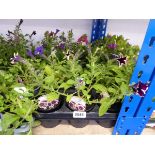 Tray containing 15 pots of mixed petunias