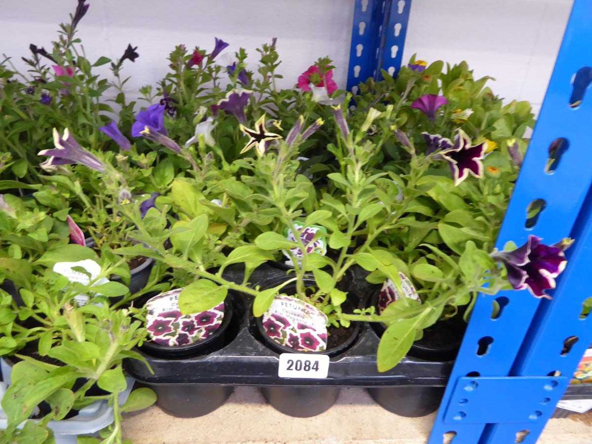 Tray containing 15 pots of mixed petunias