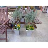 Pair of standard lavender planters of mixed plants