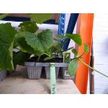 2 trays of courgette plants