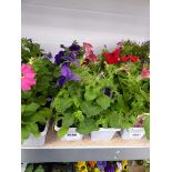 2 trays of mixed petunias