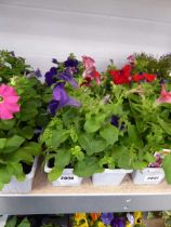 2 trays of mixed petunias