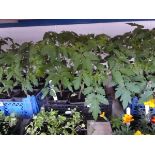 Tray containing 12 tomato plants Variety unknown
