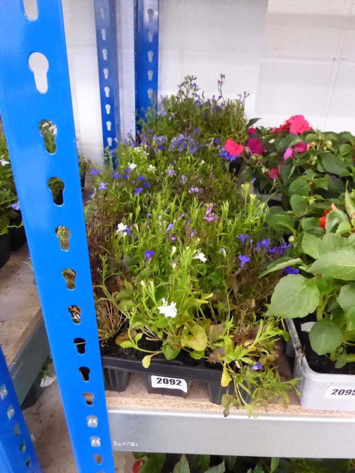 4 trays of mixed lobelia