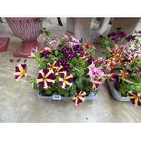 Tray containing 9 pots of Amore Heart and Soul petunias