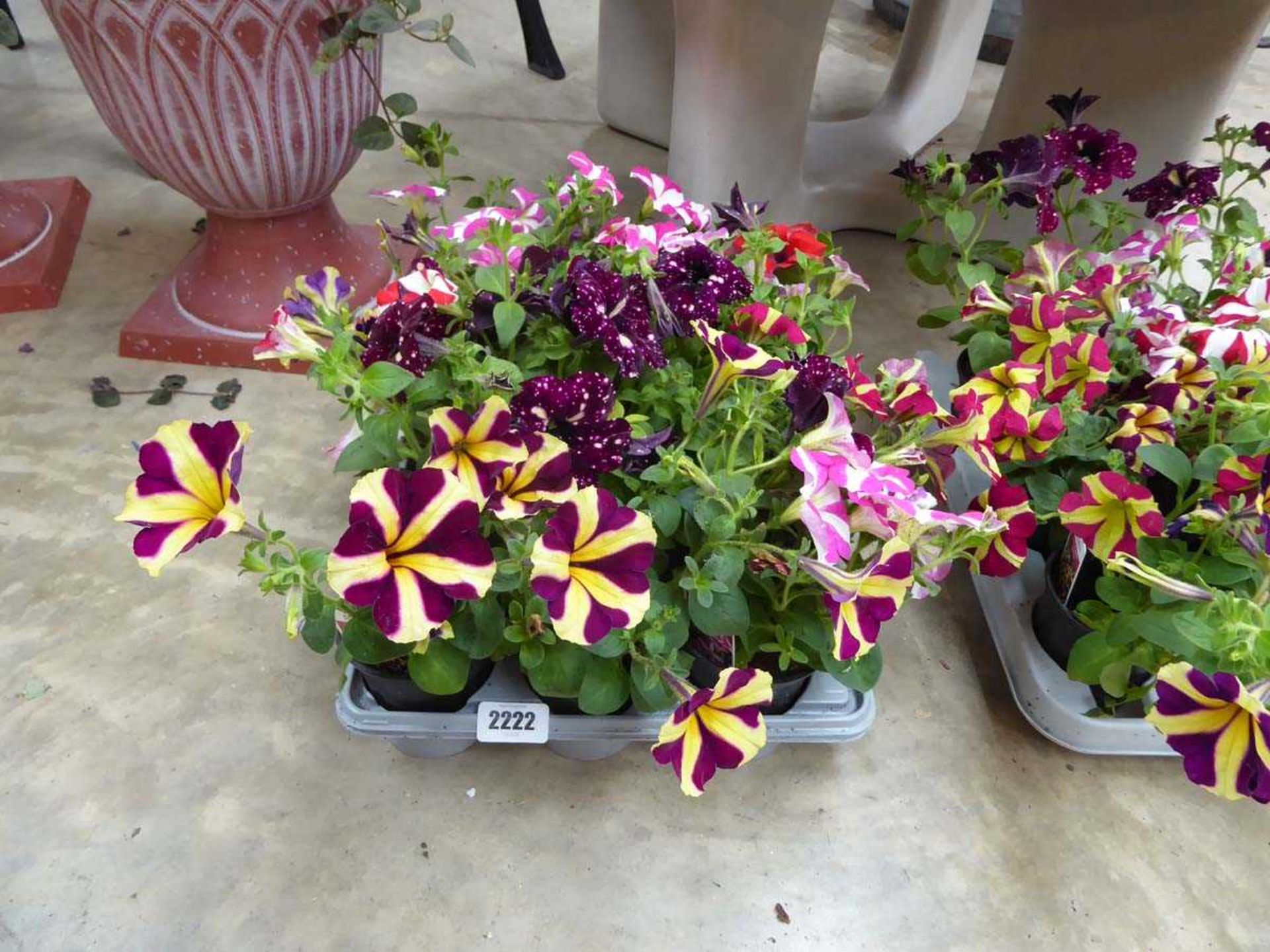 Tray containing 9 pots of Amore Heart and Soul petunias