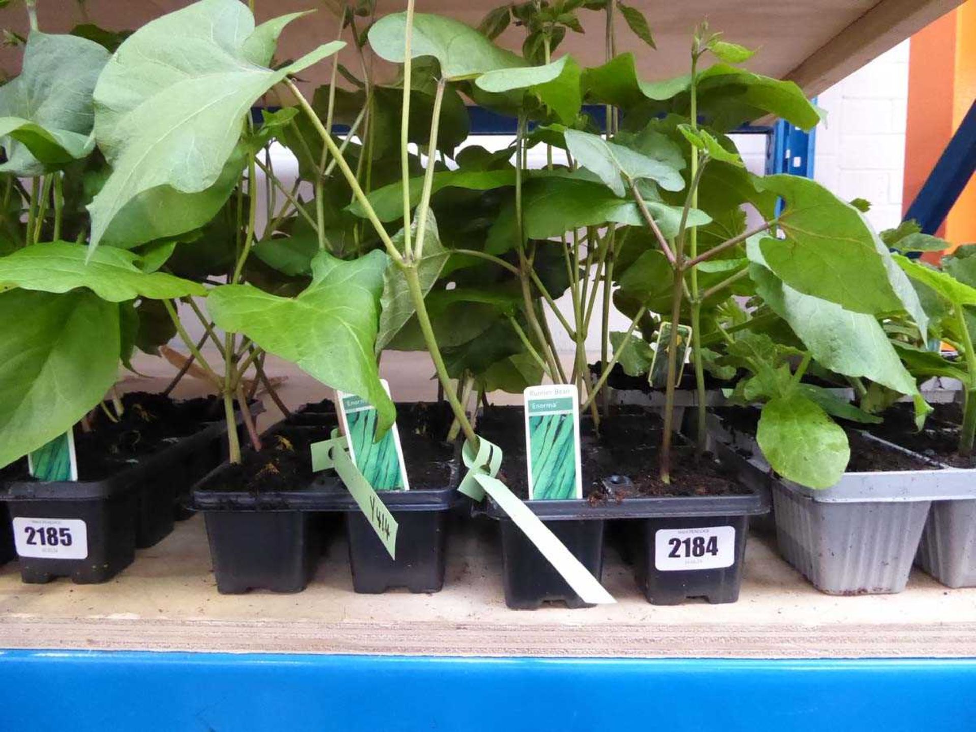 2 trays of Enorma runner beans