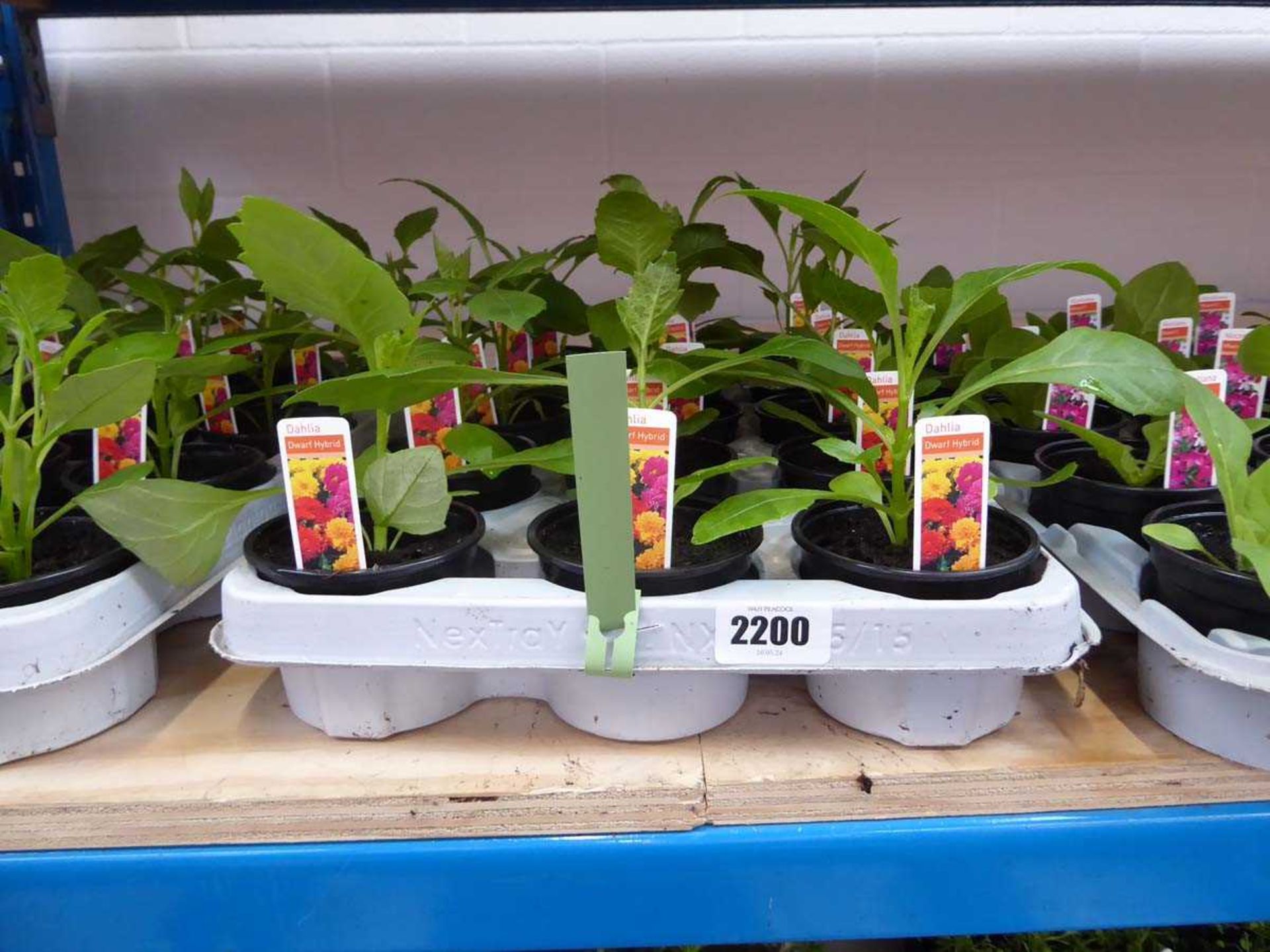 Tray containing 15 pots of dwarf hybrid dahlias