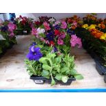 3 trays of mixed petunias