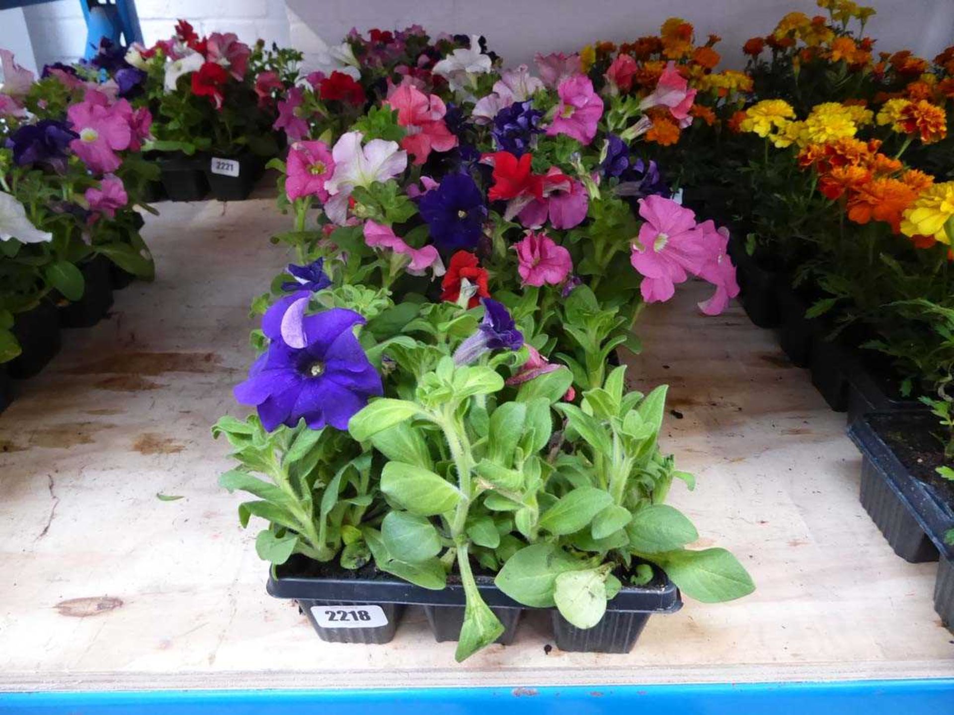 3 trays of mixed petunias