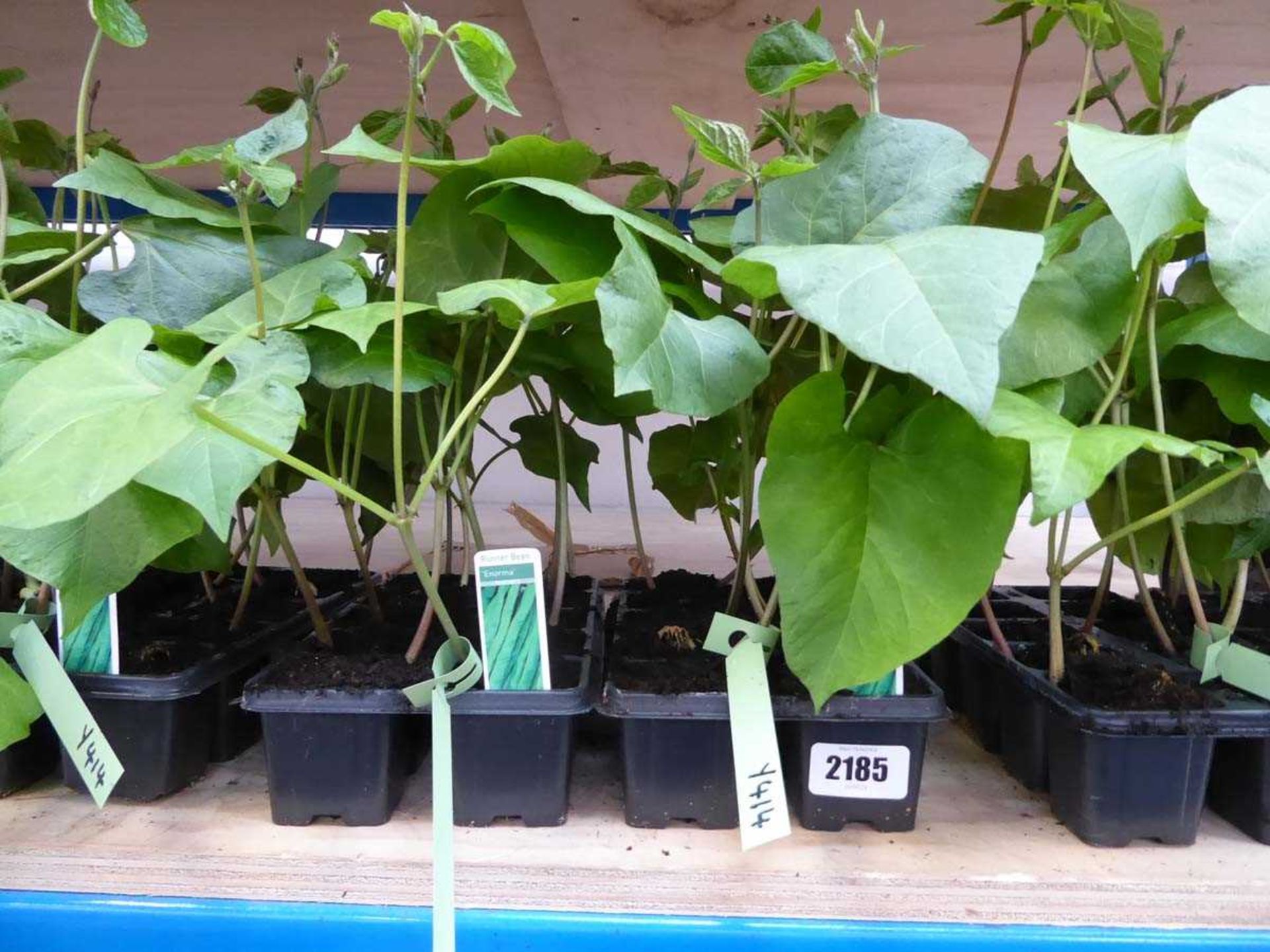 2 trays of Enorma runner beans