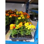 3 trays of French marigolds
