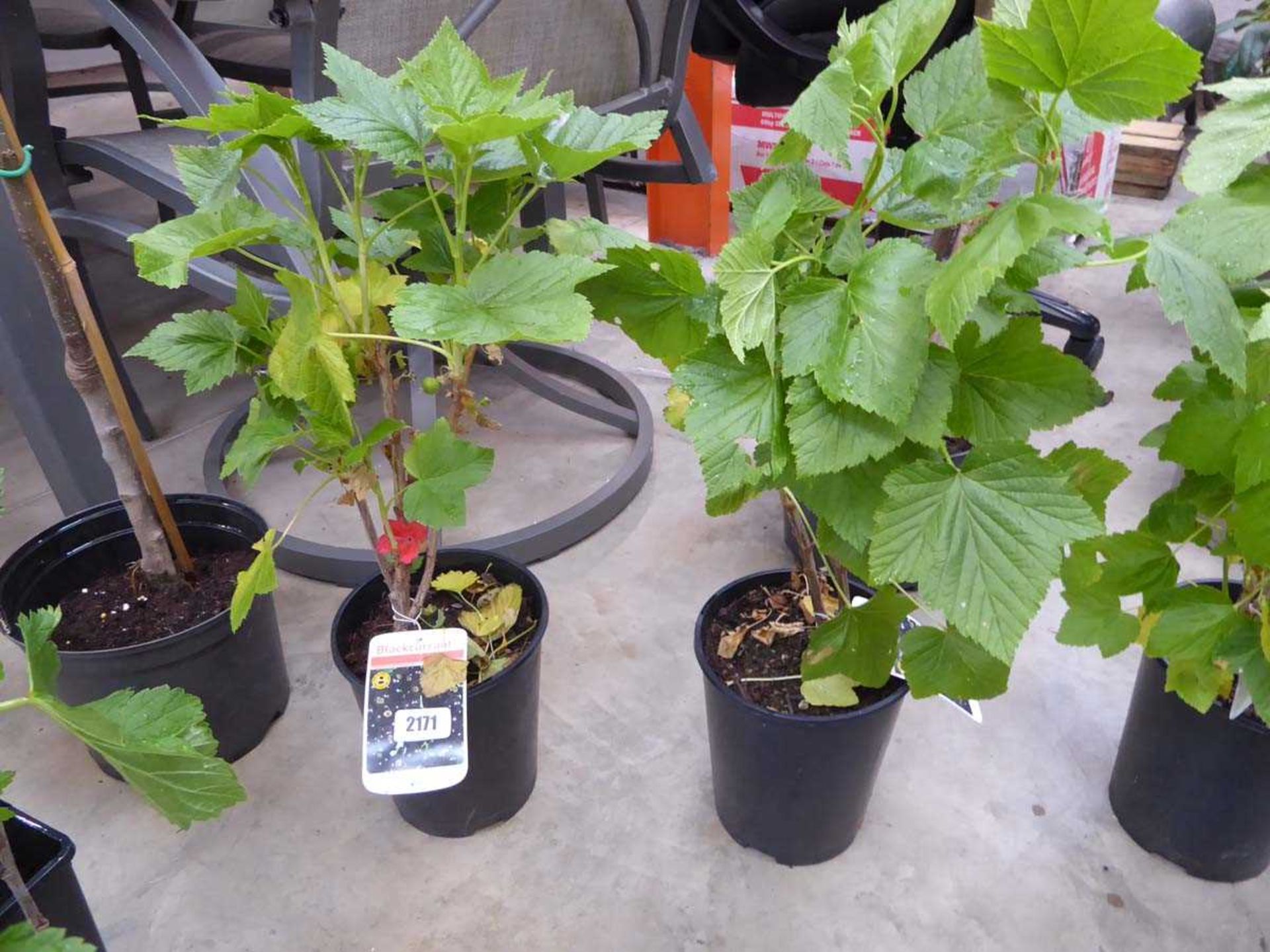 2 potted blackcurrant fruit bushes