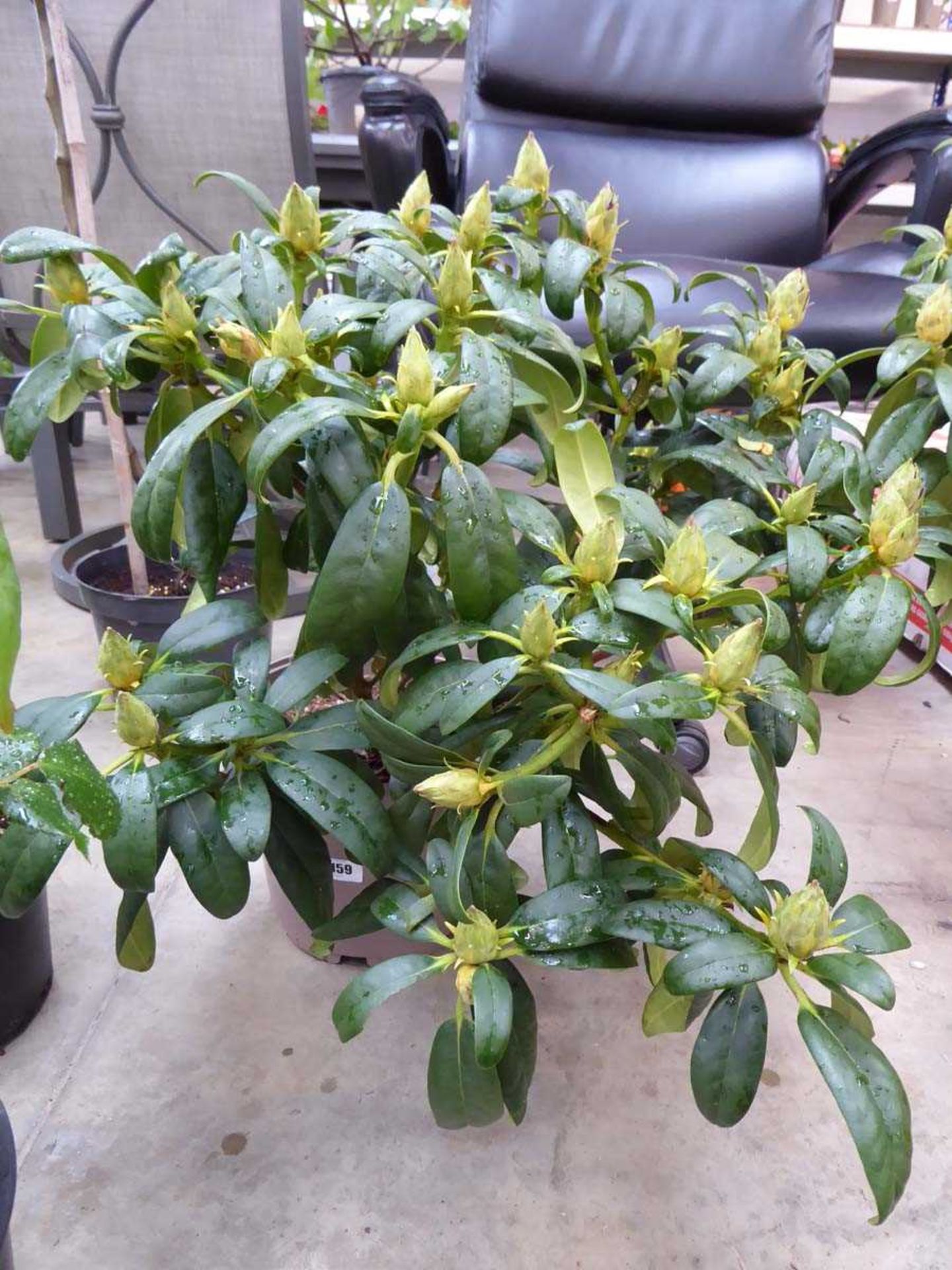 Potted Libretto rhododendron