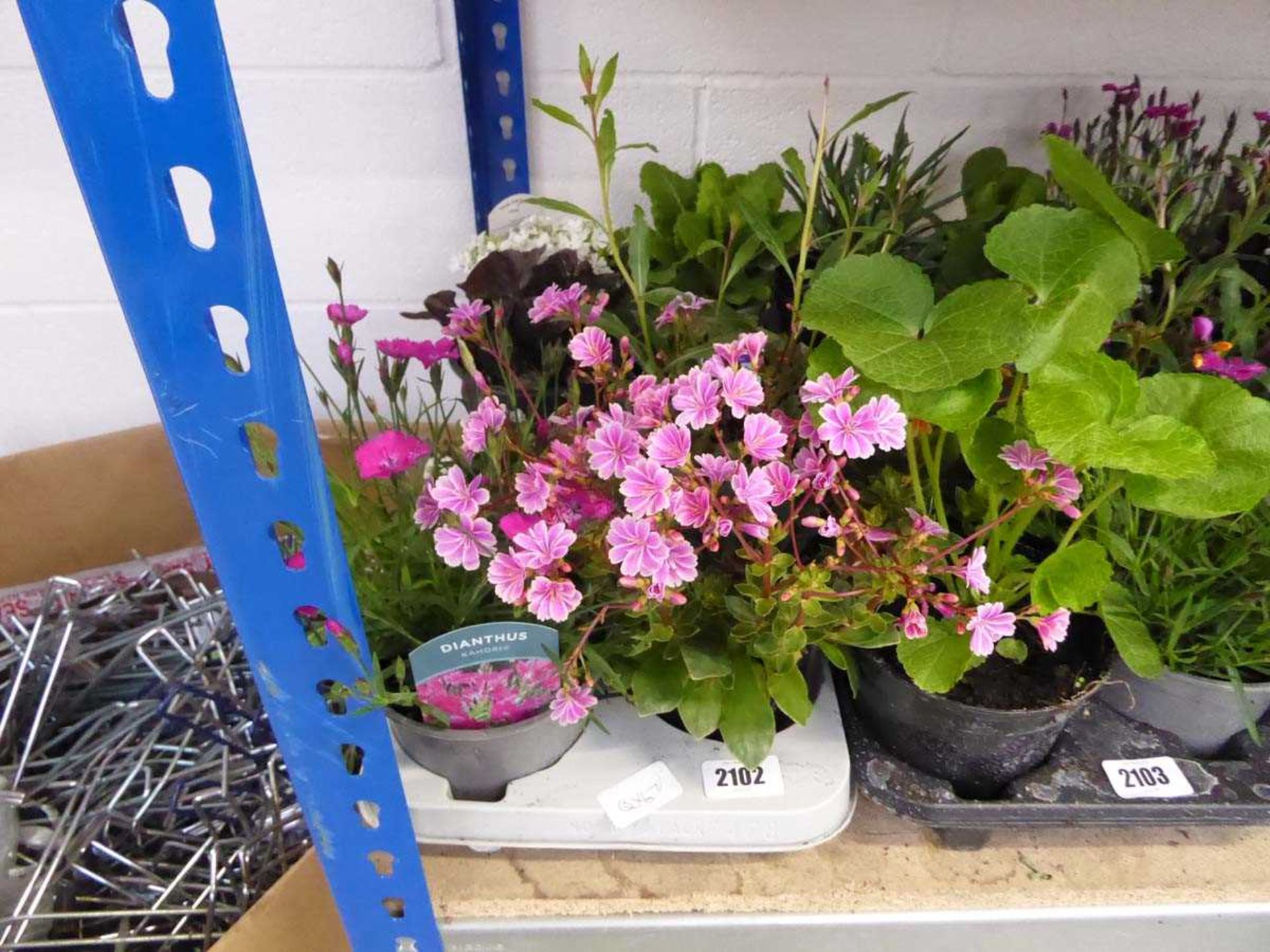 Tray containing 8 pots of mixed perennial plants incl. dianthus, alpine, campanula, etc.