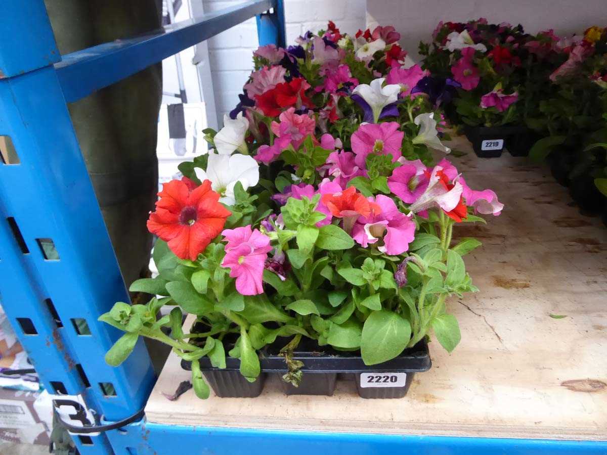 3 trays of mixed petunias