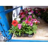 3 trays of mixed petunias