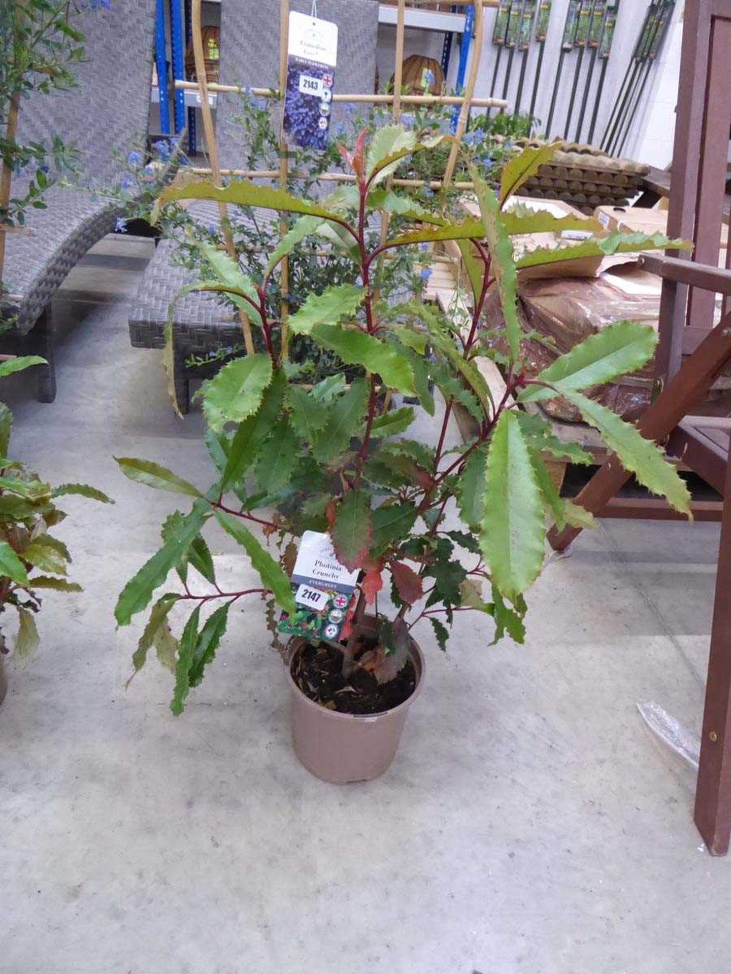 Potted Photinia Conche evergreen
