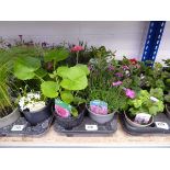 Tray containing 8 pots of mixed perennial plants incl. dianthus, alpine, campanula, etc.