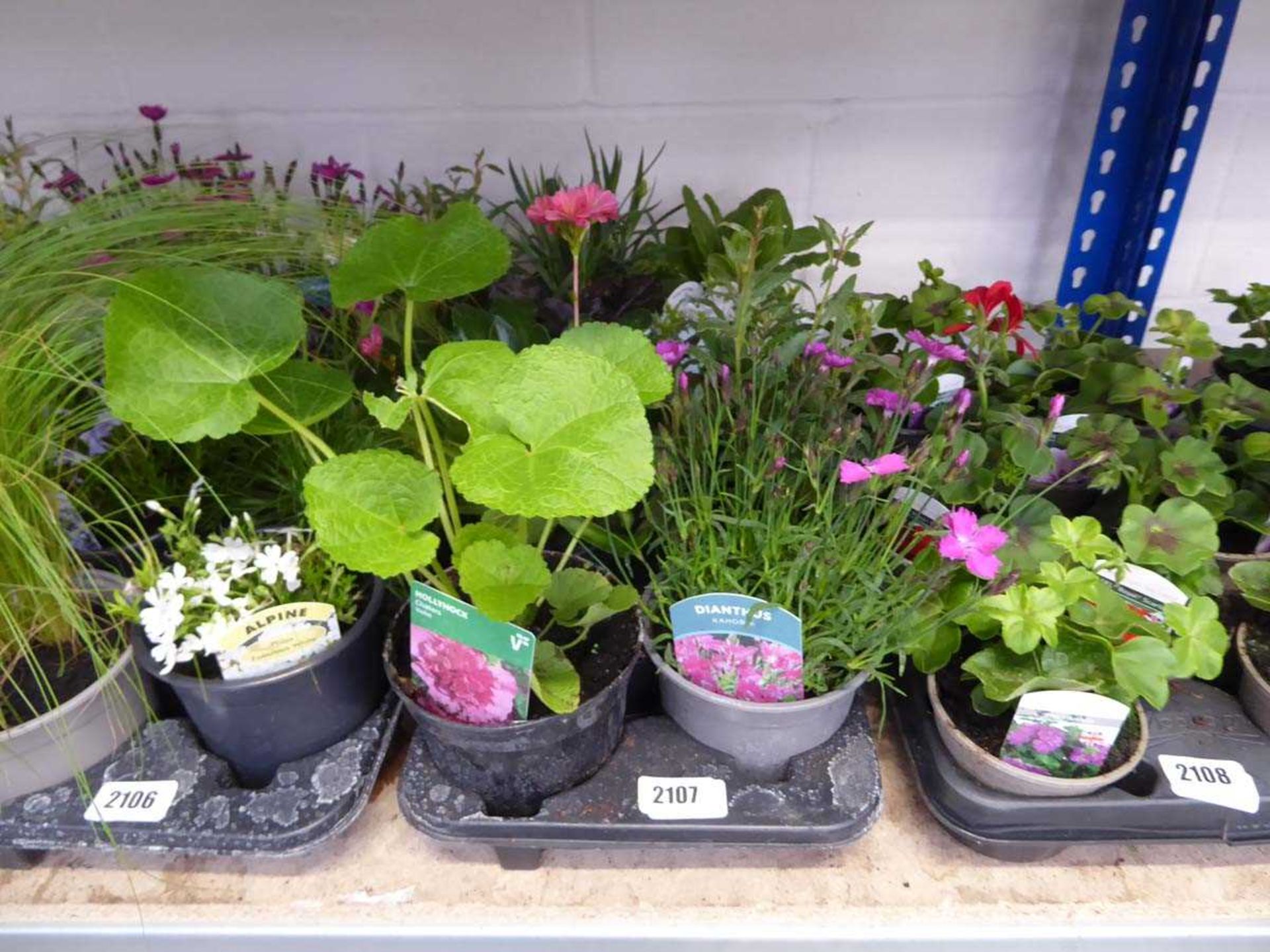 Tray containing 8 pots of mixed perennial plants incl. dianthus, alpine, campanula, etc.