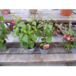 Pair of potted trailing fuchsias