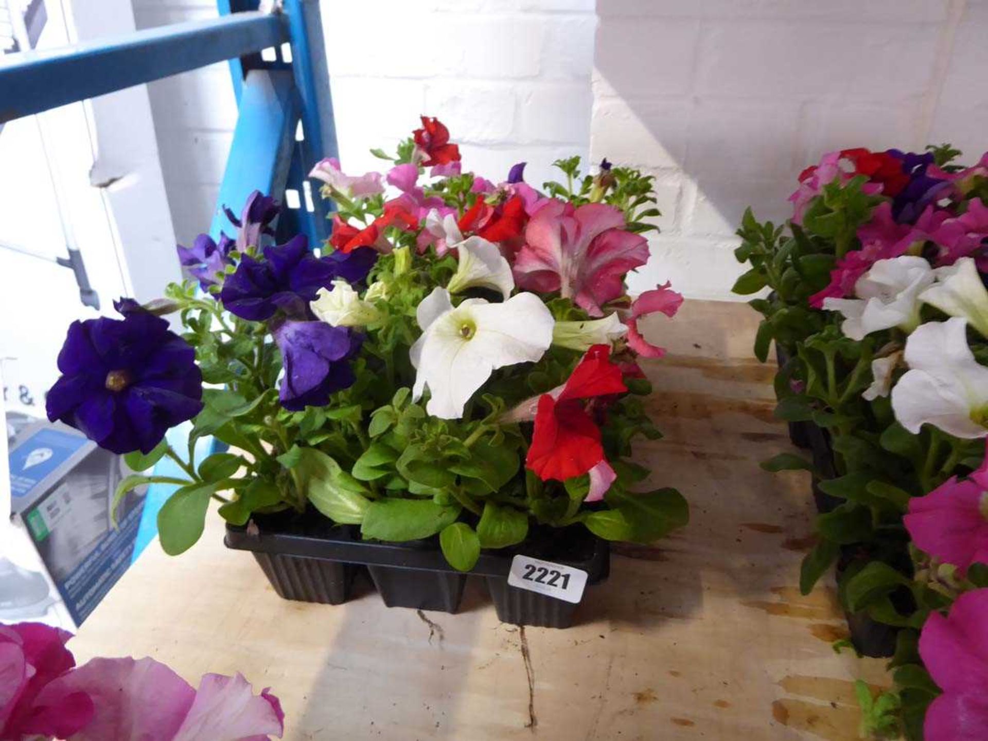 2 trays of mixed petunias