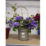 Potted Olympia clematis