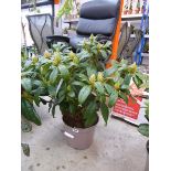 Potted Libretto rhododendron